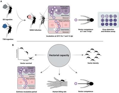 Ingestion of spinosad-containing toxic sugar bait alters Aedes albopictus vector competence and vectorial capacity for dengue virus